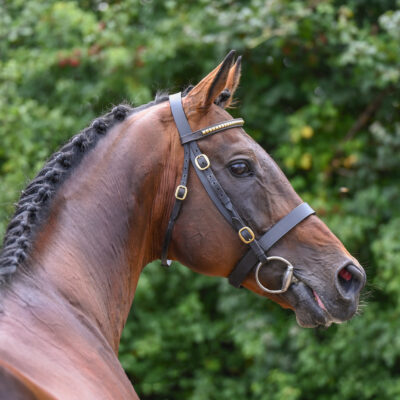 Ansiei head