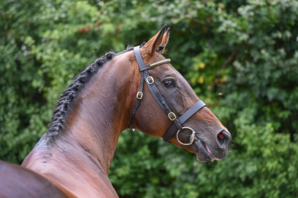 Ansiei head