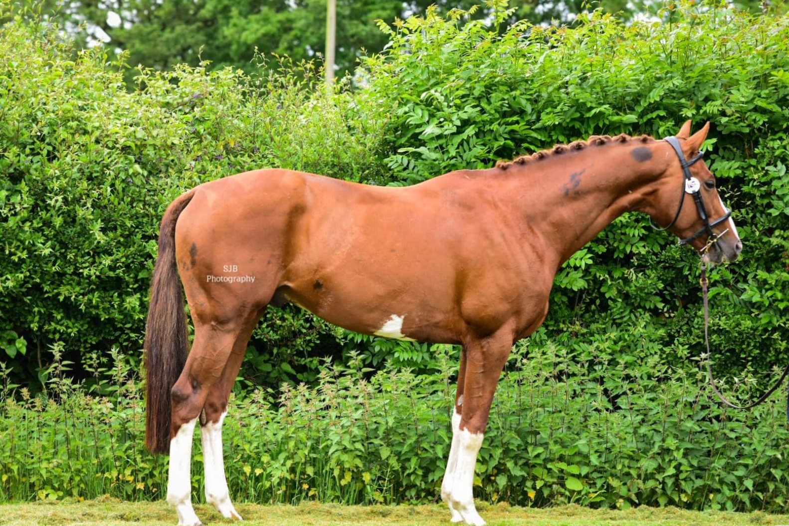 Pencos Arctic King West Kington Stud