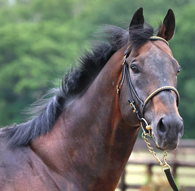 Jamhoori headshot