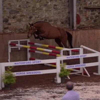 Ansiei xx jumping