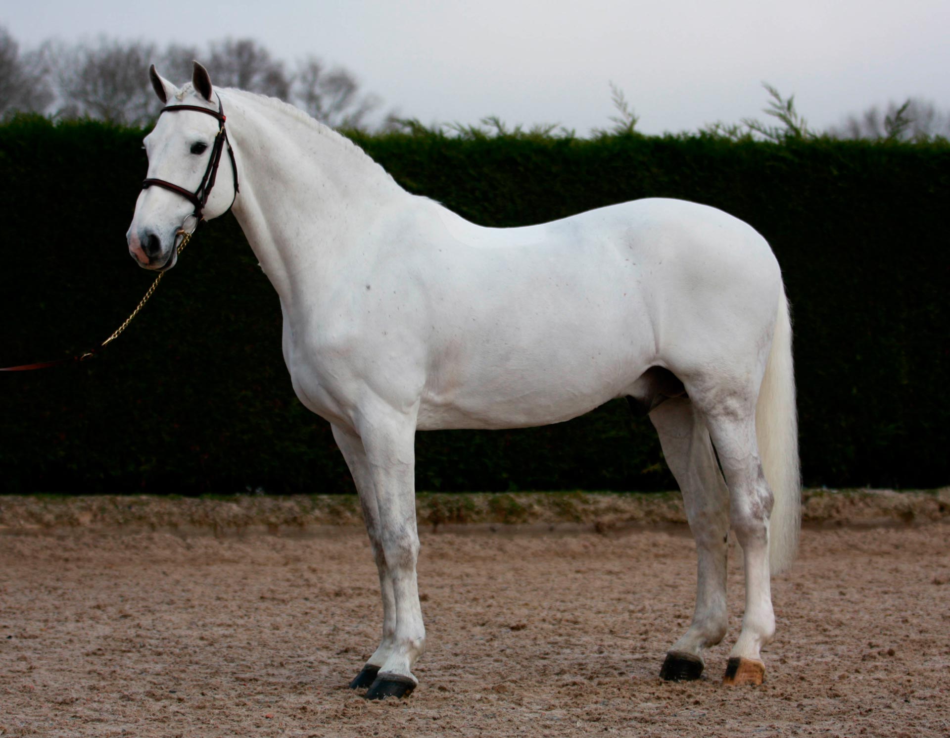 Cevin Z West Kington Stud