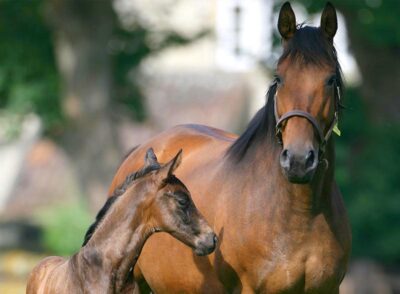 Mare and Foal