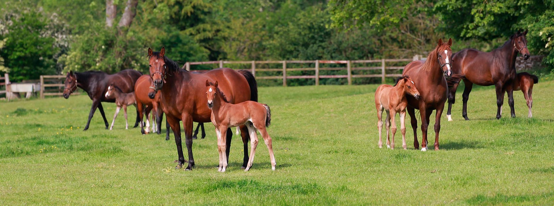 Mares and foals